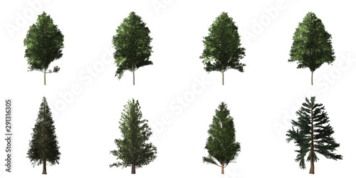 Collection of isolated trees on white background