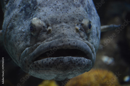 Large gray fish in the tank