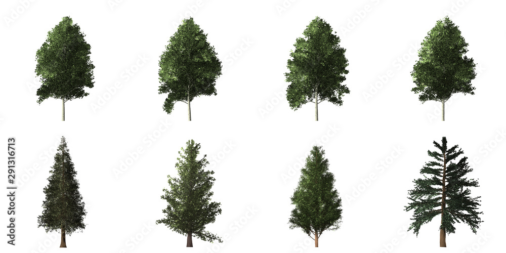 Collection of isolated trees on white background Collection of isolated trees on white background