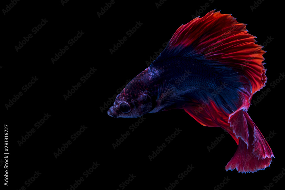 Obraz premium Siamese fighting fish, betta isolated on black background.