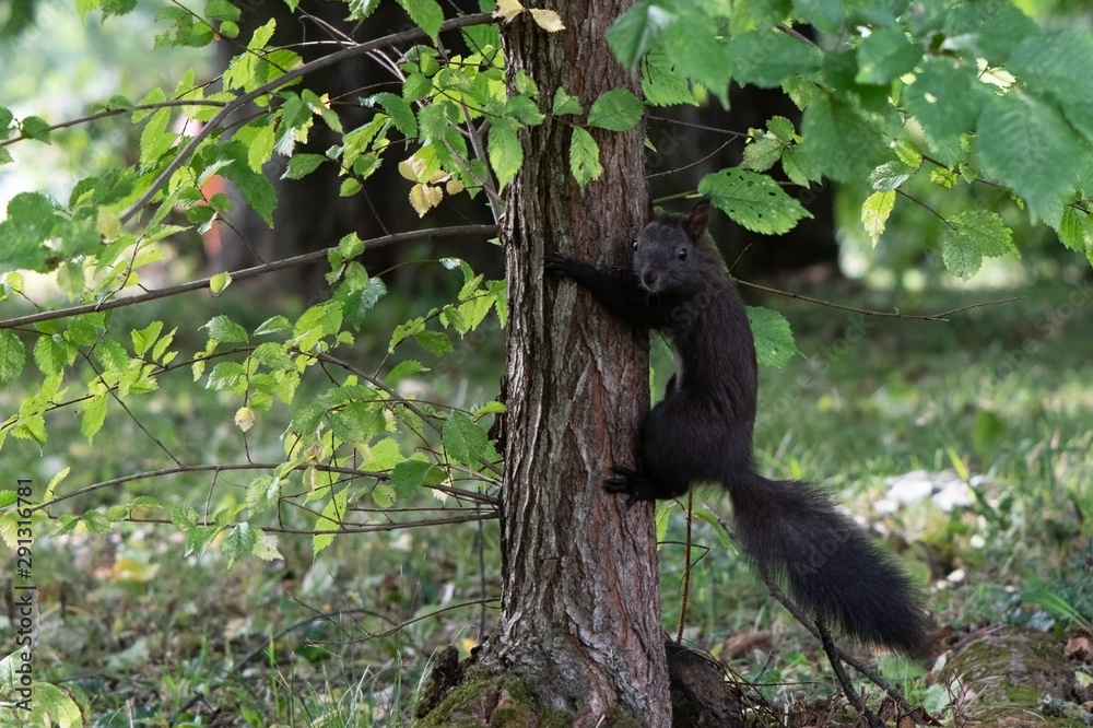 Curious squirrel on a tree