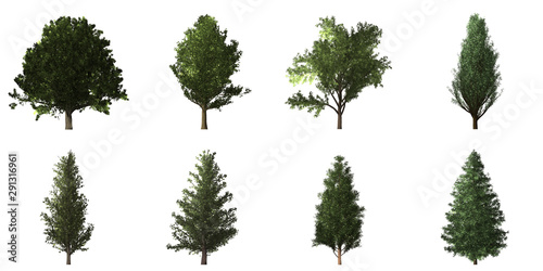 Collection of isolated trees on white background