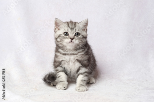 The British Shorthair Cat in room © panyawatt