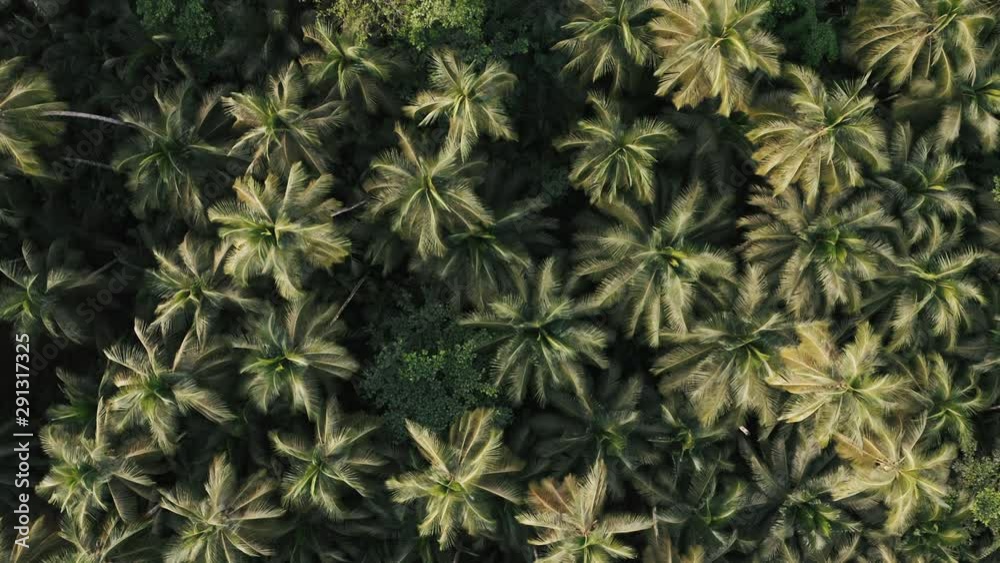 Slow aerial shoot over the beautiful palm tree forest in the unspoiled islands São Tomé and Príncipe off the West coast of Africa Slow aerial shoot over the beautiful palm tree forest in the unspoiled islands São Tomé and Príncipe off the West coast of Africa