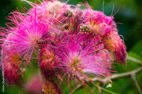 Pink siris two photo