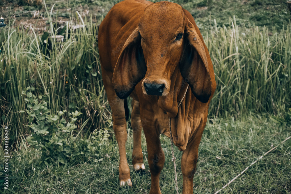 Fototapeta premium cow02