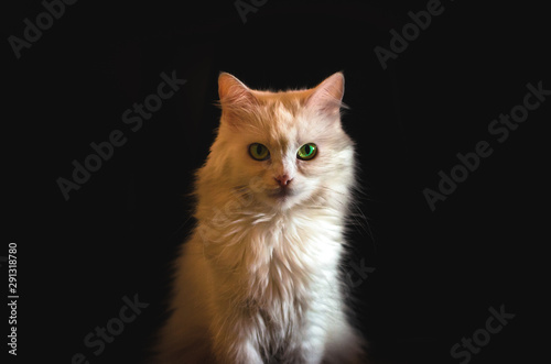 White cat with green eyes on a black background