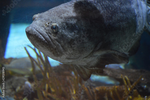 Large gray fish in the tank