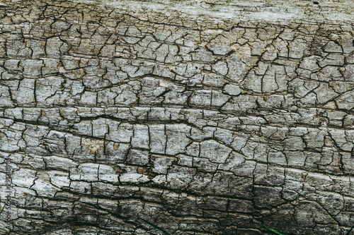 An old tree with pronounced cracks over the entire surface.