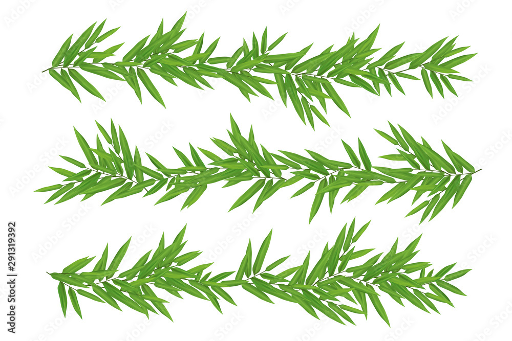 Bright green bamboo leaves borders set on white background Bright green bamboo leaves borders set on white background