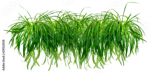 Border or garland of Chlorophytum. Isolated on white background for home design or landscaping project. Lush healthy plants combined into one object for decoration.