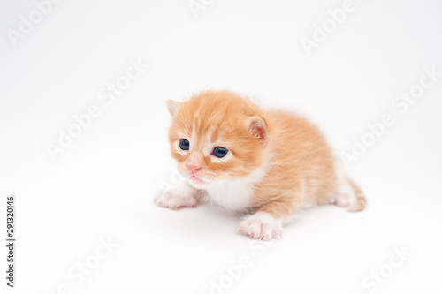 beautiful little small cat kitty red pet newborn with dark eyes lying on white background with copy space