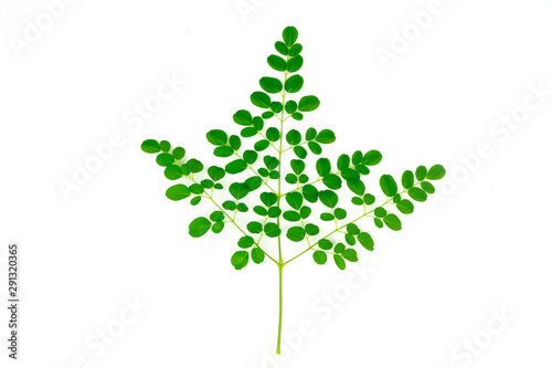 Moringa leaves isolated on white background. Moringa oleifera is both food and herbal medicine.