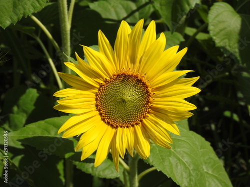 sunflower in the garden