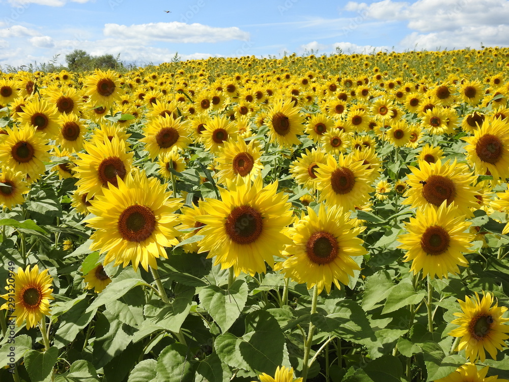 Fototapeta premium sunflower field of sunflowers