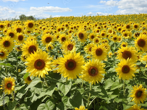 sunflower field of sunflowers