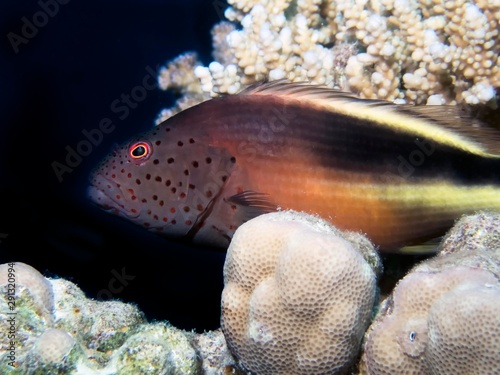 Freckled Hawkfish (Paracirrhites forsteri) photo