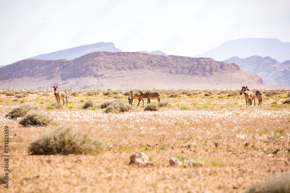 A group of desert zebras grassing in front of a mountainous landscape, Namibia, Africa