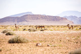 A group of desert zebras grassing in front of a mountainous landscape, Namibia, Africa