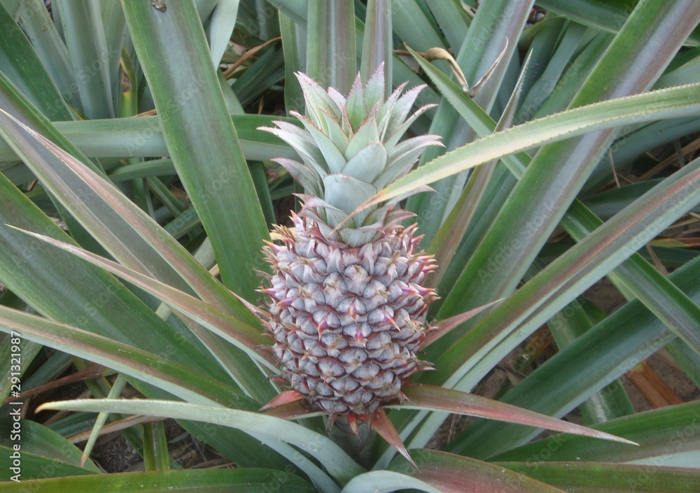 Pineapple is a biennial plant that originated from South America. The trunk is about 80-100 cm in height. Planting can be easily planted by burying the shoots or the tops of the fruit, known as the co Pineapple is a biennial plant that originated from South America. The trunk is about 80-100 cm in height. Planting can be easily planted by burying the shoots or the tops of the fruit, known as the co