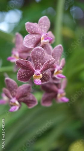 a magenta Rhynchostylis gigantea Orchids