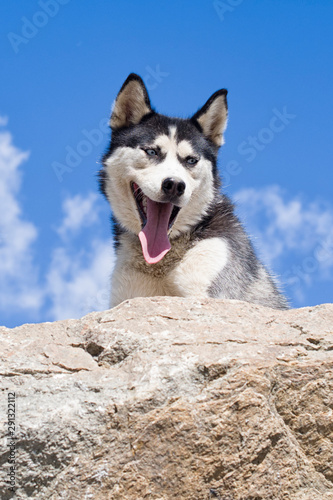 traveling with huskies