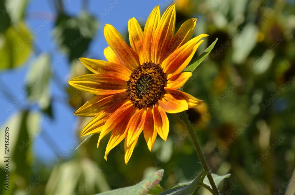 Wunderschöne zweifarbige Sonnenblume vor Himmelblau - Helianthus Annuus Wunderschöne zweifarbige Sonnenblume vor Himmelblau - Helianthus Annuus