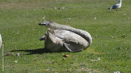 2 Cygnets preening in the park