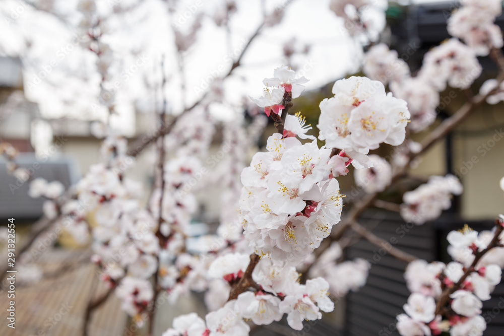 Fototapeta premium Sakura or Cherry Blossom or Japanese Cherry
