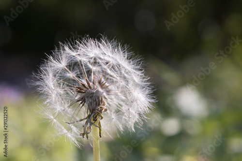 dandelion on green background of blue sky