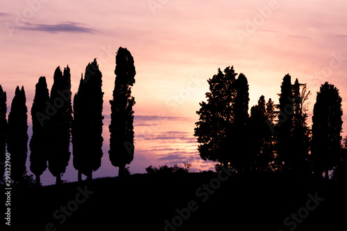 Cypress on the hill in Tuscany at sunset