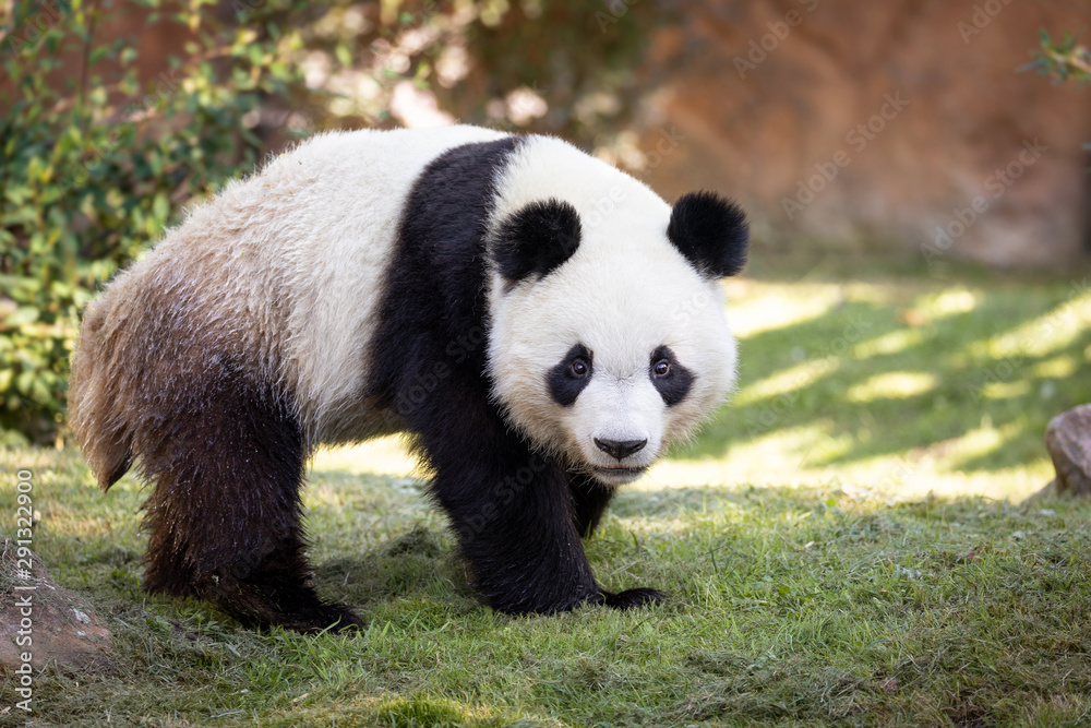 A cute Giant Panda Bear 