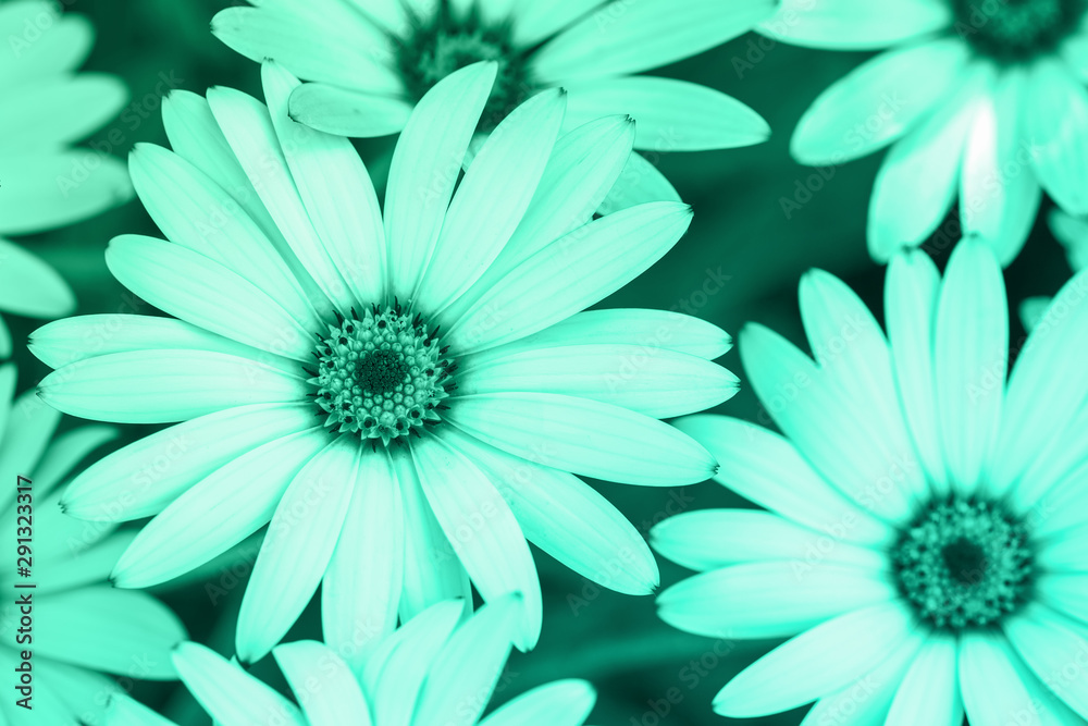 Osteospermums close up in trendy turquoise mint, selective focus