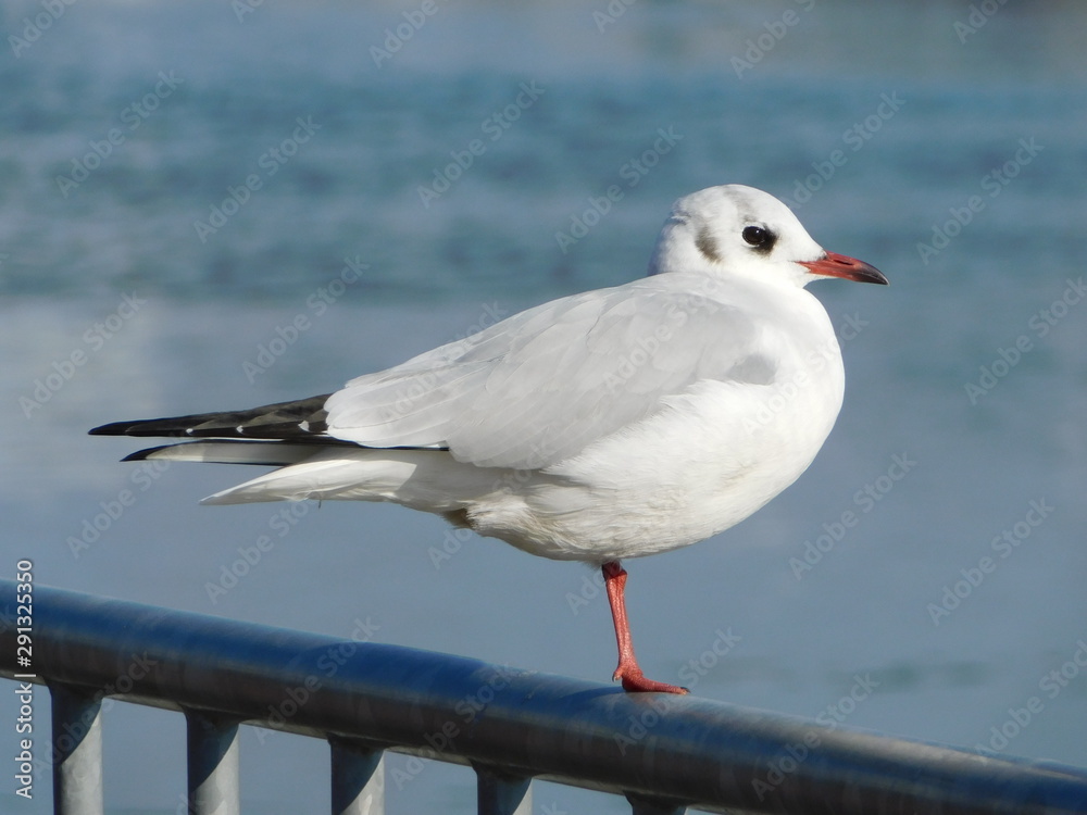 Obraz premium 柵の上で片足立ちするユリカモメ