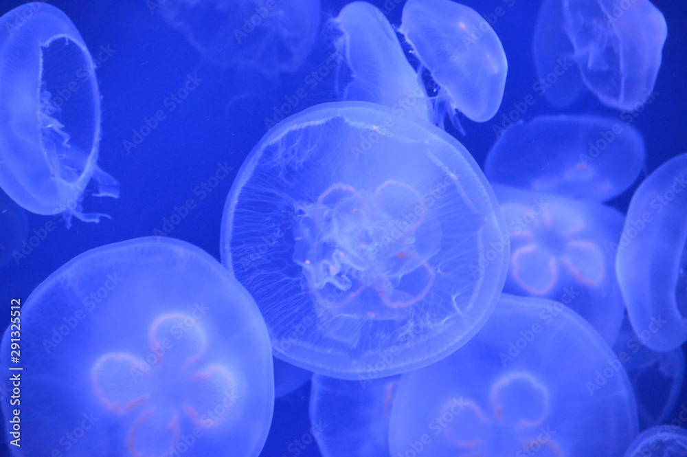 Jellyfish in the tank Jellyfish in the tank
