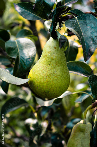 Juicy pears grow on a tree. Agriculture. Juicy pears.