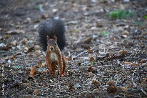 Eichhörnchen auf dem Waldboden auf Nahrungssuche photo