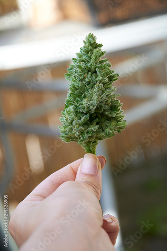 Cannabis Blüte in der Hand photo