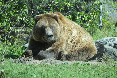Grizzly bear in the outdoors © Kari