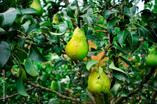 Juicy pears grow on a tree. Agriculture. Juicy pears