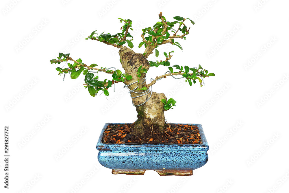 Carmona retusa bonsai in training