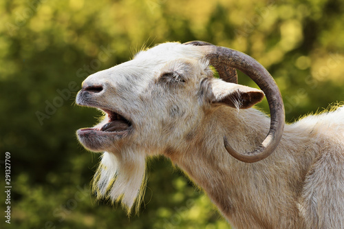Fotografie, Tablou aggressive white billy goat