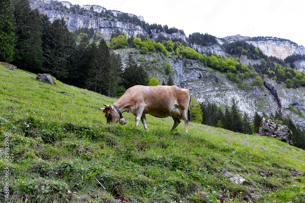 Naklejka premium Kuh auf der Weide 1