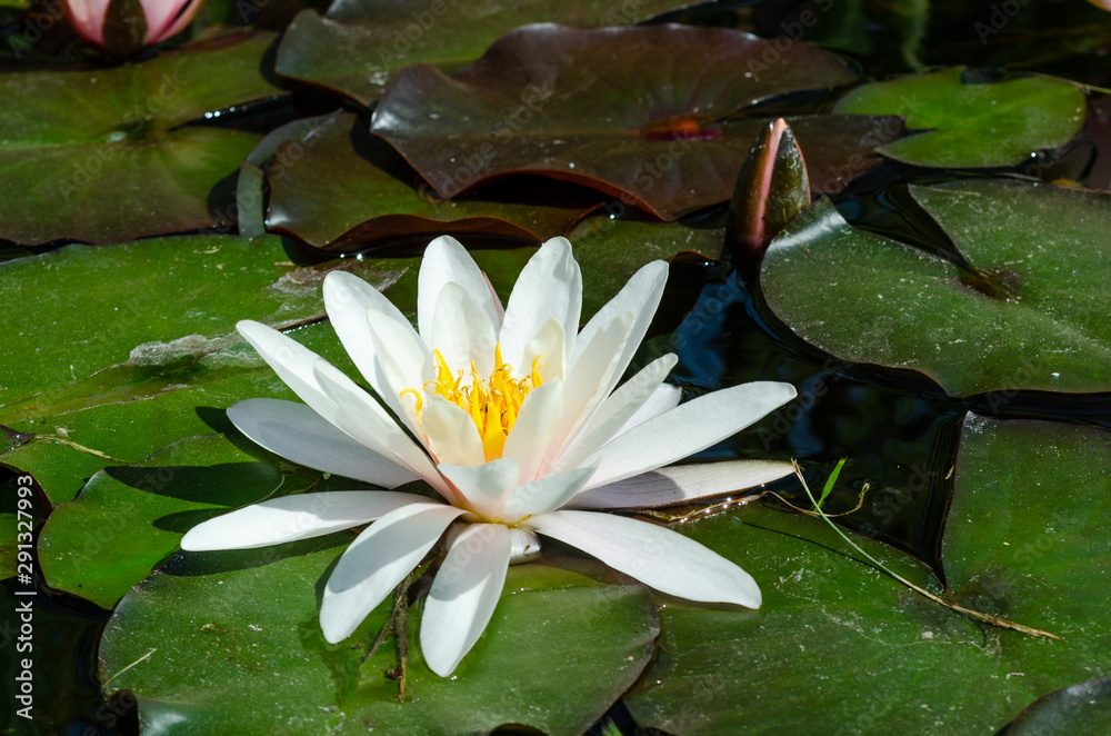 beautiful lotus flower background beautiful lotus flower background