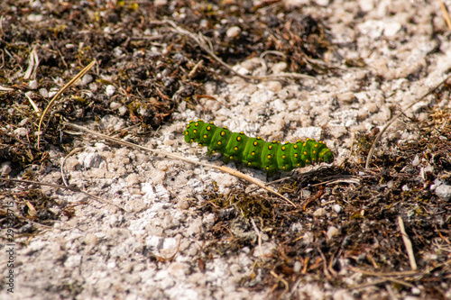 Emperor moth Caterpillar crawling along a rock on Bodmin Moor