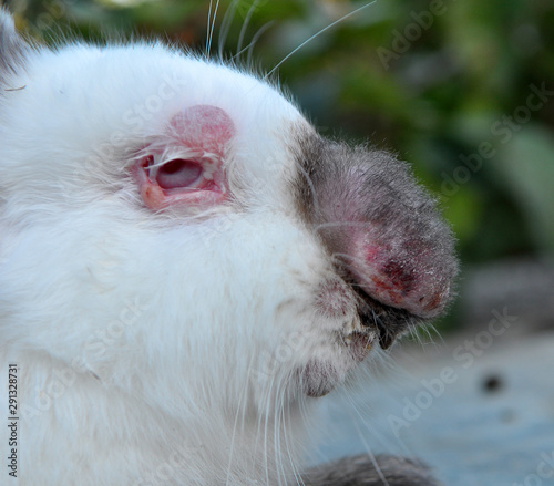 Sick rabbit for myxomatosis photo