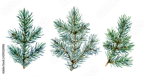Set of green spruce branches hand drawn in watercolor isolated on a white background. Design elements for patterns, Christmas wreathes, garlands and frames in floral style. 