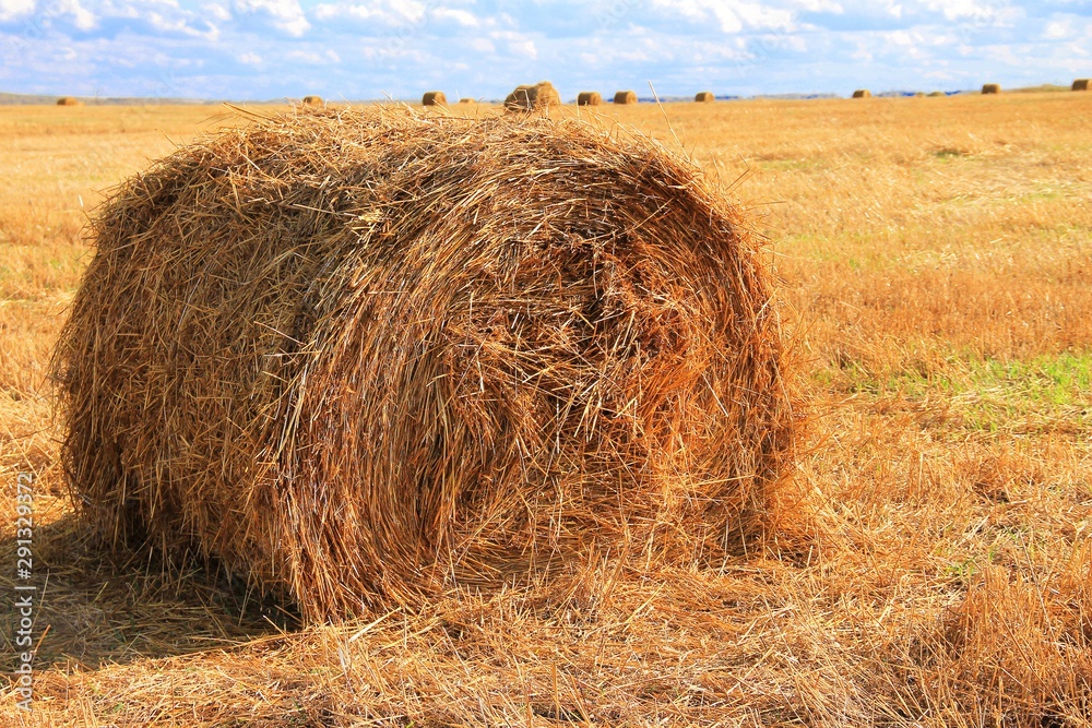 Twisted haystack on agriculture field landscape. Farmland field panorama, agriculture farm. Twisted haystack on agriculture field landscape. Farmland field panorama, agriculture farm.