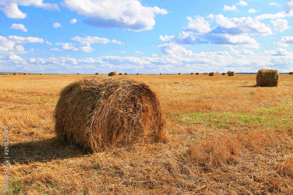 Twisted haystack on agriculture field landscape. Farmland field panorama, agriculture farm.