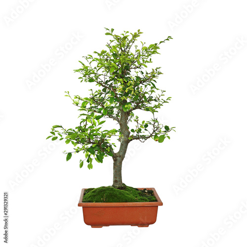 japanese elm bonsai over white